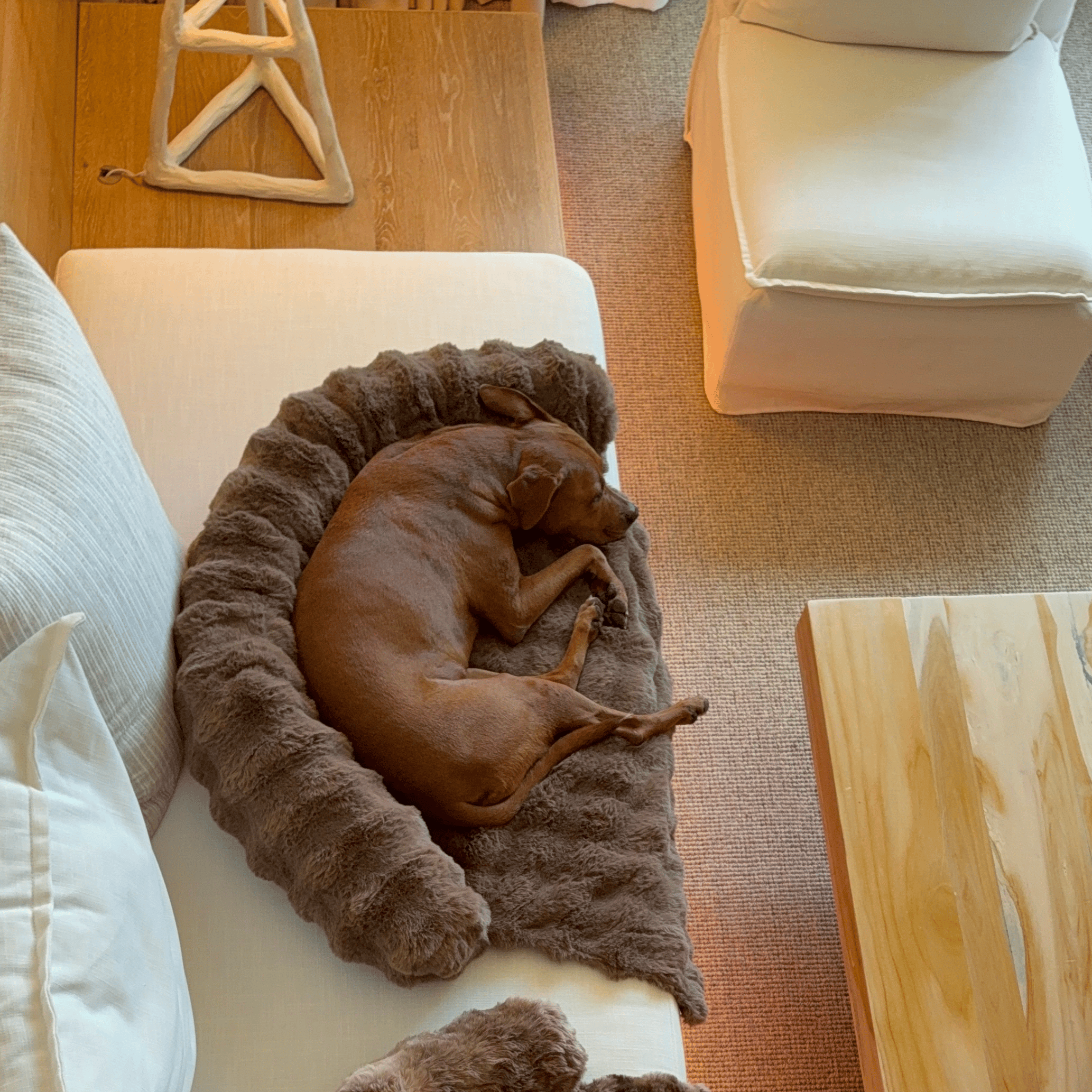 Velocitytoys™– Luxurious Sofa Bed